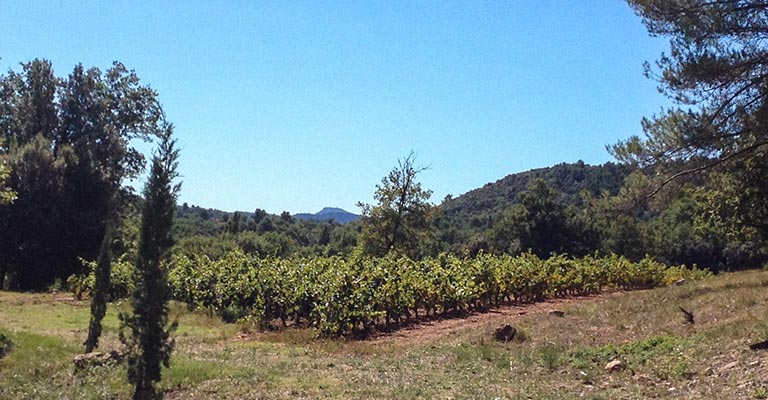 Domaine Terres Promises, vigneron indépendant à retrouver sur le Salon Nature et Vins