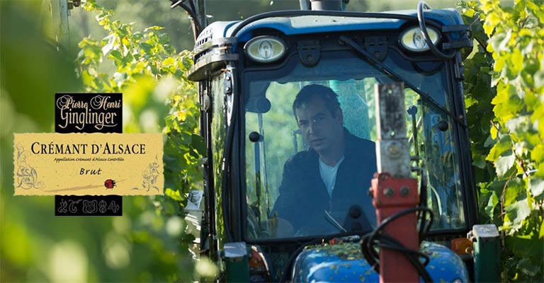 Vendanges 2015 du Domaine Pierre-Henri Ginglinger ®Juilien Kaufman