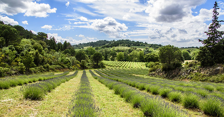 Domaine Calmel & Joseph