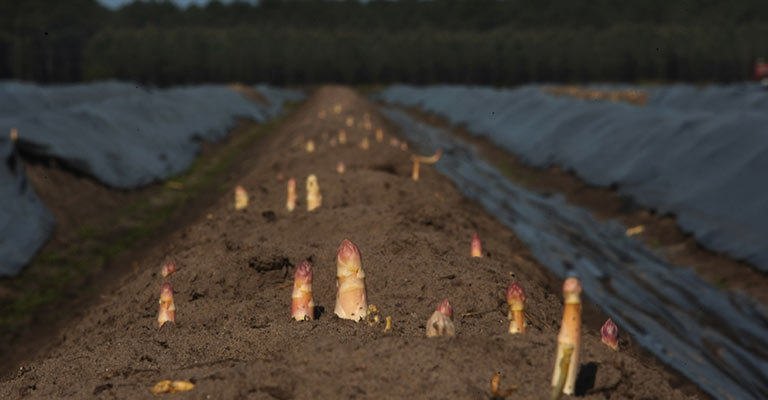Asperge Sable des Landes IGP - crédit Photo David Le Deodic