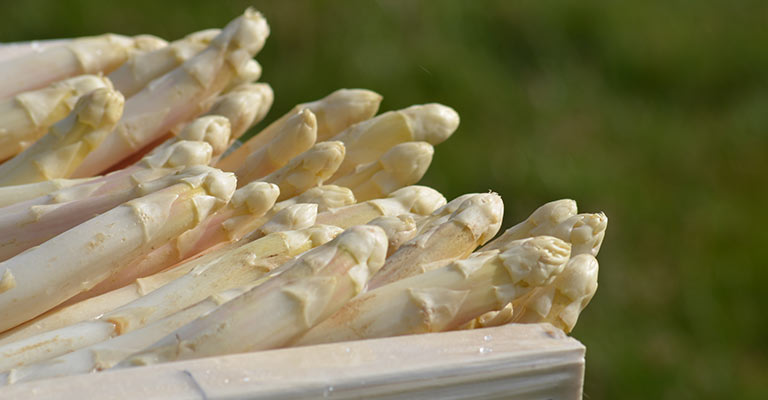 Asperge des Landes IGP - Crédit Qualiét Landes