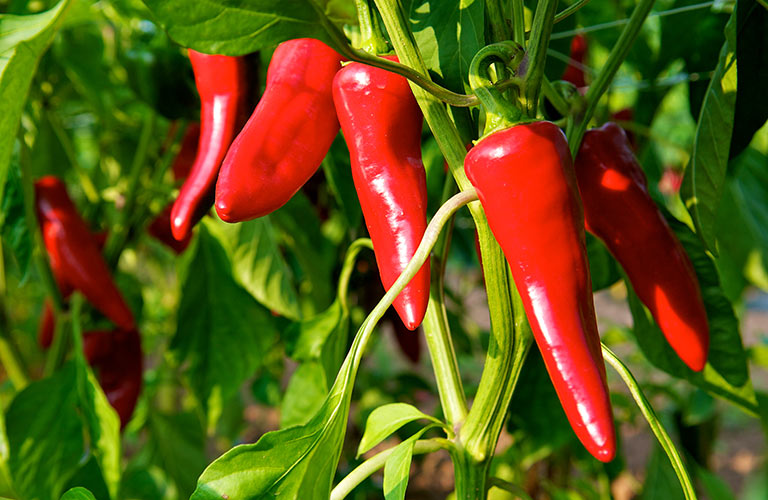 Plantation Piment d'Espelette