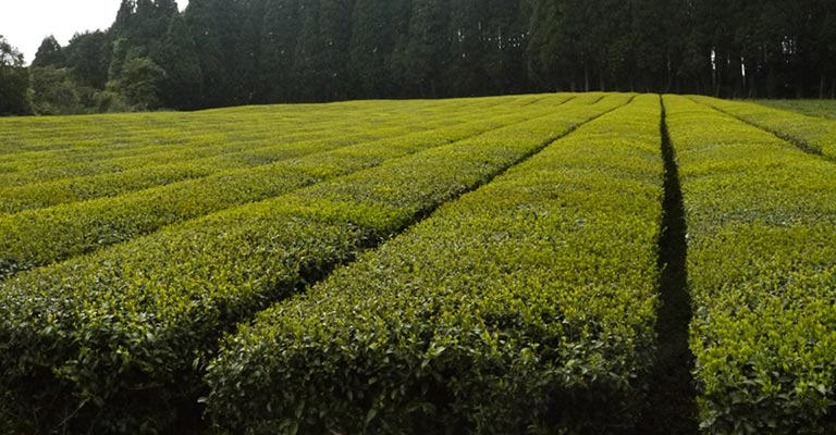 Champs de thé vert Hayashi