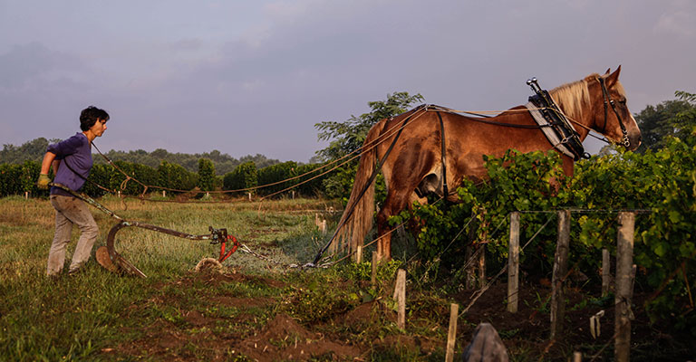 Laurence Alias, vigneronne à Arsac haut Médoc, Les Closerie des Moussis ©Ludovic Le Guyader