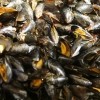 photo Moules Bio irlandaises