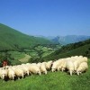photo IGP pour protéger l'Agneau de lait des Pyrénées (Indication Géographique Protégée)