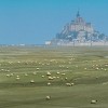 photo L’agneau des Prés-salés du Mont-Saint-Michel obtient l’AOP