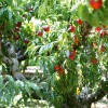 photo Savoir choisir et conserver les pêches et nectarines