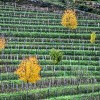 photo Vins italiens de l'Azienda agricola Francesco Joško Gravner