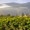 photo Leçon de dégustation autour du prosecco