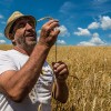 photo Philippe Guichard, le magicien des blés anciens devenu meunier