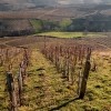 photo Domaine des Côtes de la Molière Beaujolais Villages 2009