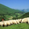 photo Agneau de Pâques, demandez l'Axuria