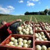 photo Melon Charentais pour vous régaler tout l'été