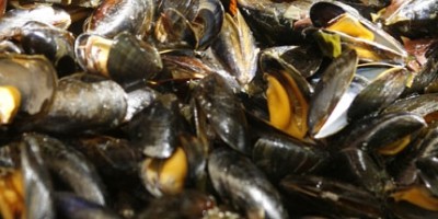 Moules Bio irlandaises