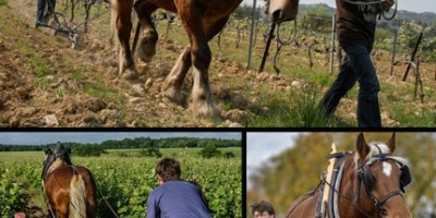 photo Billet d’humeur par Daniel-Etienne Defaix, vigneron à Chablis