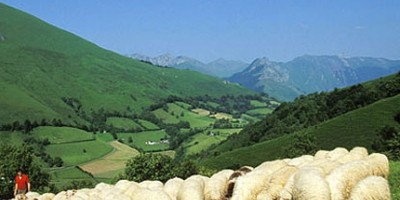 photo IGP pour protéger l'Agneau de lait des Pyrénées (Indication Géographique Protégée)