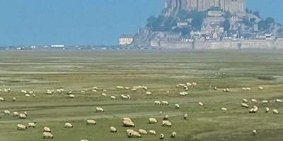 photo L’agneau des Prés-salés du Mont-Saint-Michel obtient l’AOP