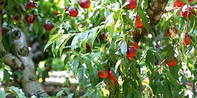 photo Savoir choisir et conserver les pêches et nectarines