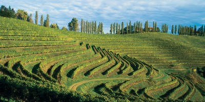 Bref regard sur les vins slovènes