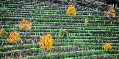 Vins italiens de l'Azienda agricola Francesco Joško Gravner