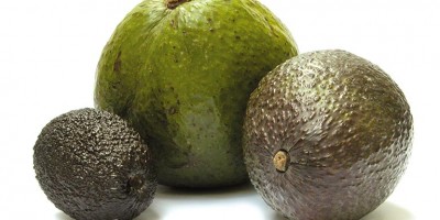 photo Avocat, le beurre de la forêt
