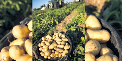 La Pomme de terre de l’ile de Ré fête les 20 ans de son AOP