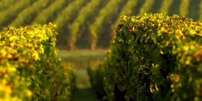 Château Larrivet Haut Brion, rouge ou blanc ?