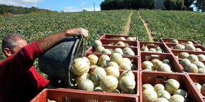 photo Melon Charentais pour vous régaler tout l'été