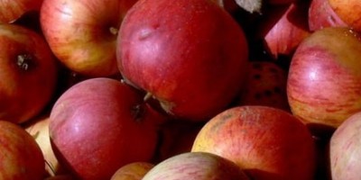 photo La pomme veut séduire les moins de 30 ans