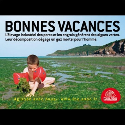 Algues vertes
