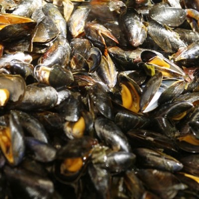 Moules Bio irlandaises
