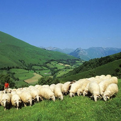 IGP pour protéger l'Agneau de lait des Pyrénées (Indication Géographique Protégée)