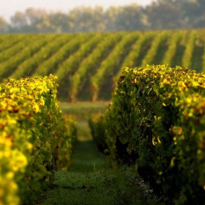 Château Larrivet Haut Brion, rouge ou blanc ?