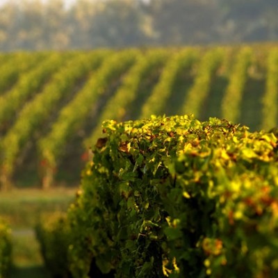 Un pavillon du Vin au Salon de L'agriculture