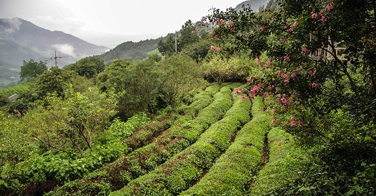 Découverte du thé vert coréen