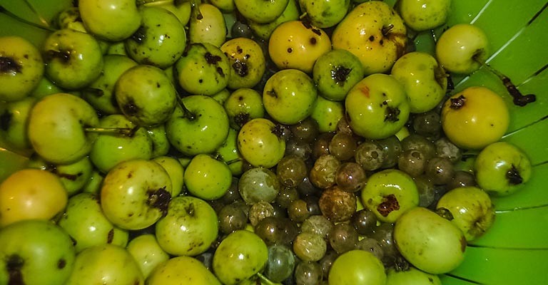 Fruits de la cueillette et cidre