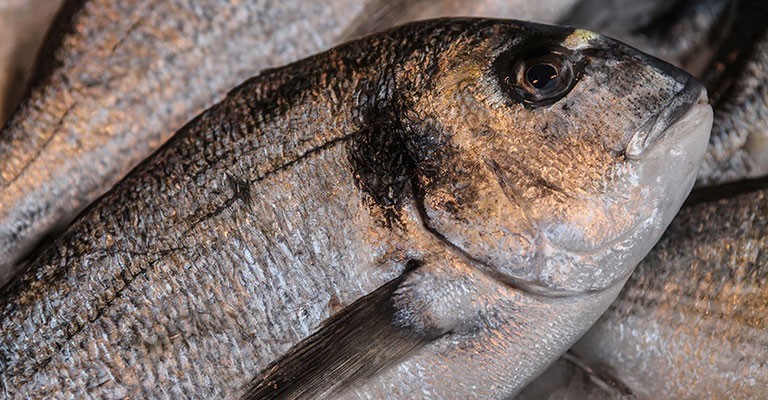 Saisonnalité du poisson