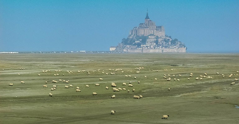 L’agneau des Prés-salés du Mont-Saint-Michel obtient l’AOP