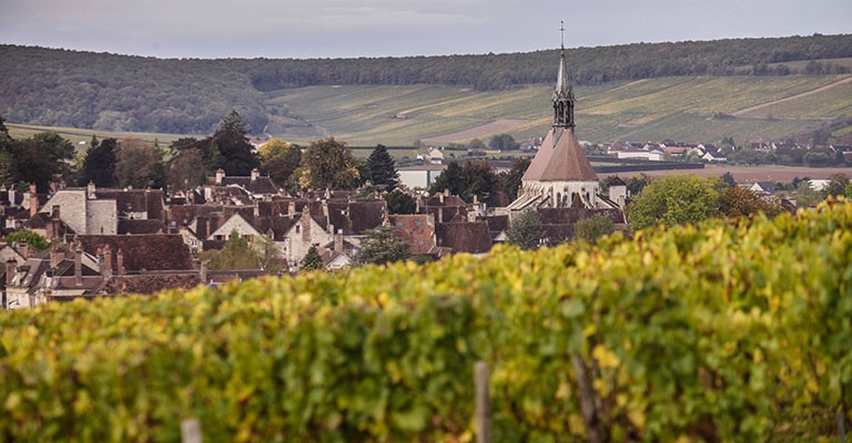 Appellation Chablis, le Chardonnay dans toute sa splendeur