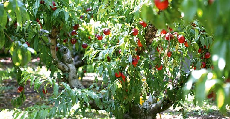 Savoir choisir et conserver les pêches et nectarines