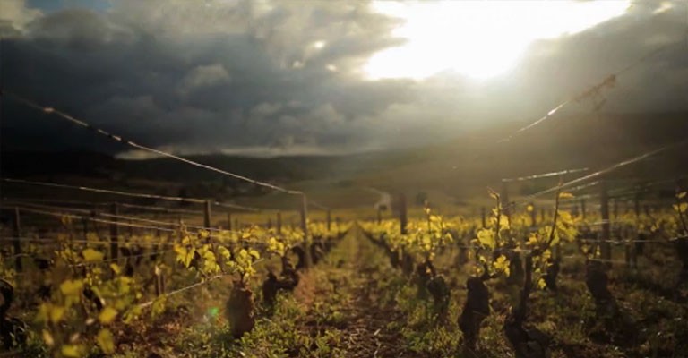 Pourquoi il faut regarder le documentaire Vino Business
