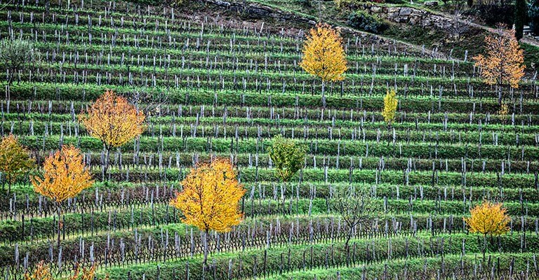 Vins italiens de l'Azienda agricola Francesco Joško Gravner