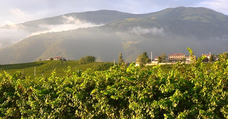 prosecco
