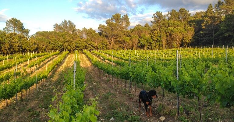 Salon Nature et Vins, gros plan sur le domaine de la Guicharde