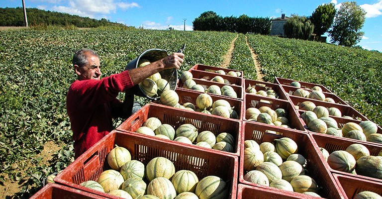 ramassage du melon plein champ