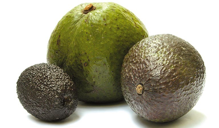 Avocat Hass, créé par Rudoph Hass, aujourd'hui les plus vendus dans le monde